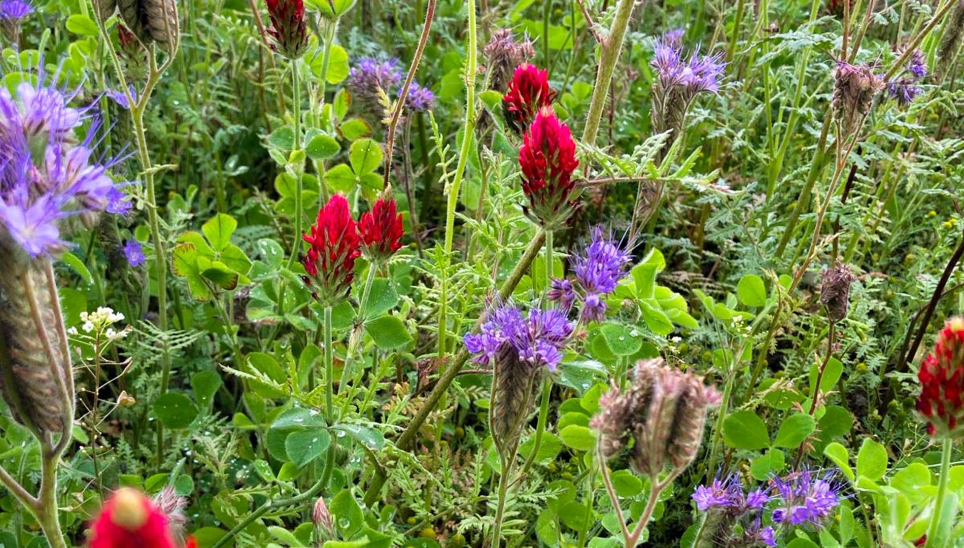 Covercropwebsite