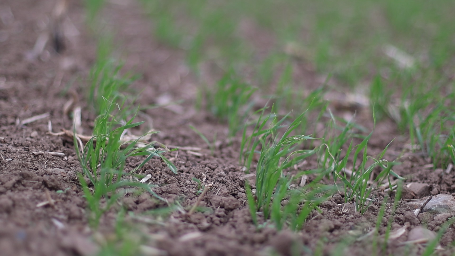 Winter Wheat Trials: Early vs late - adjust the seed rate!
