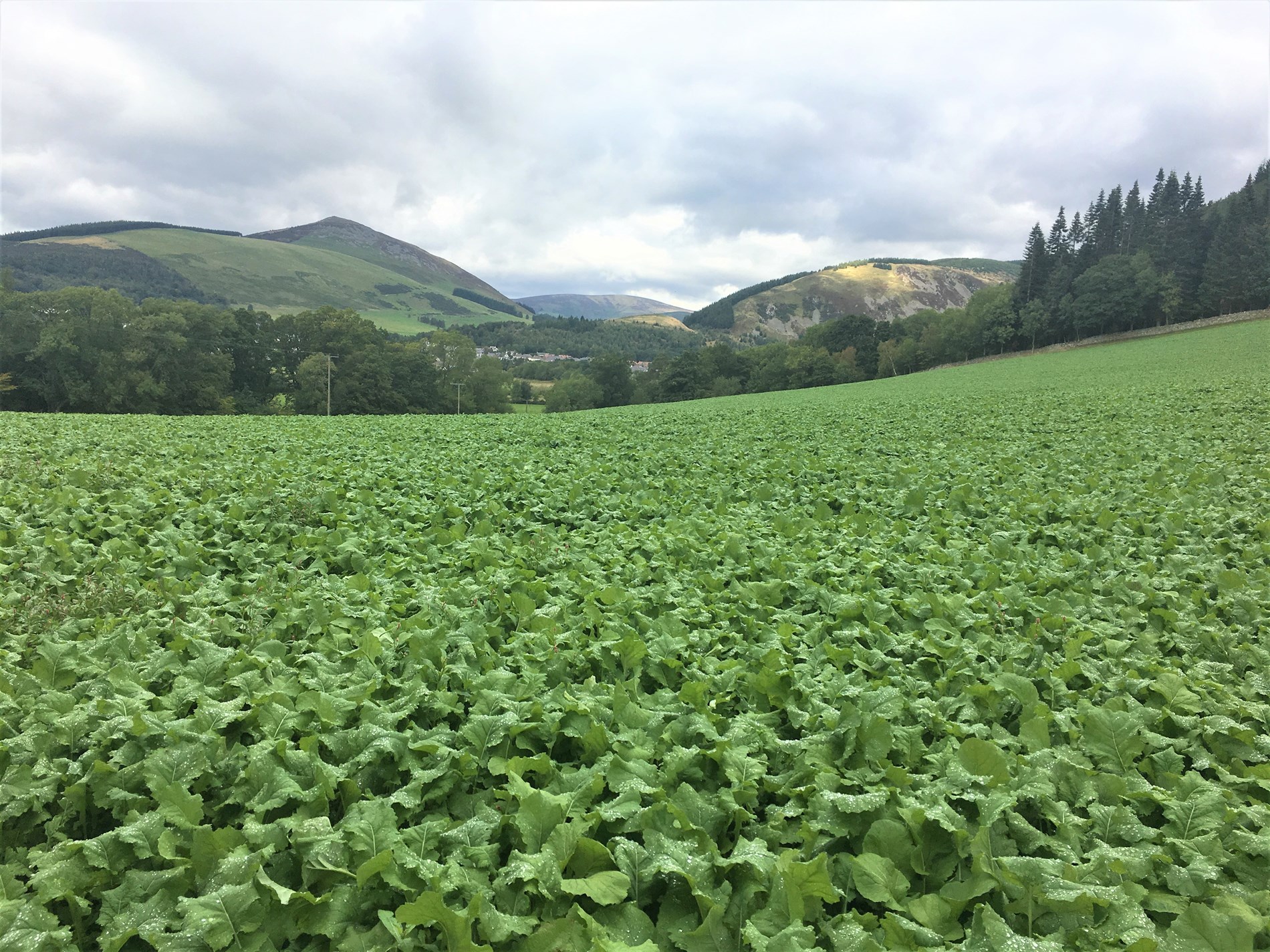 Forage Crops: Exploring our range