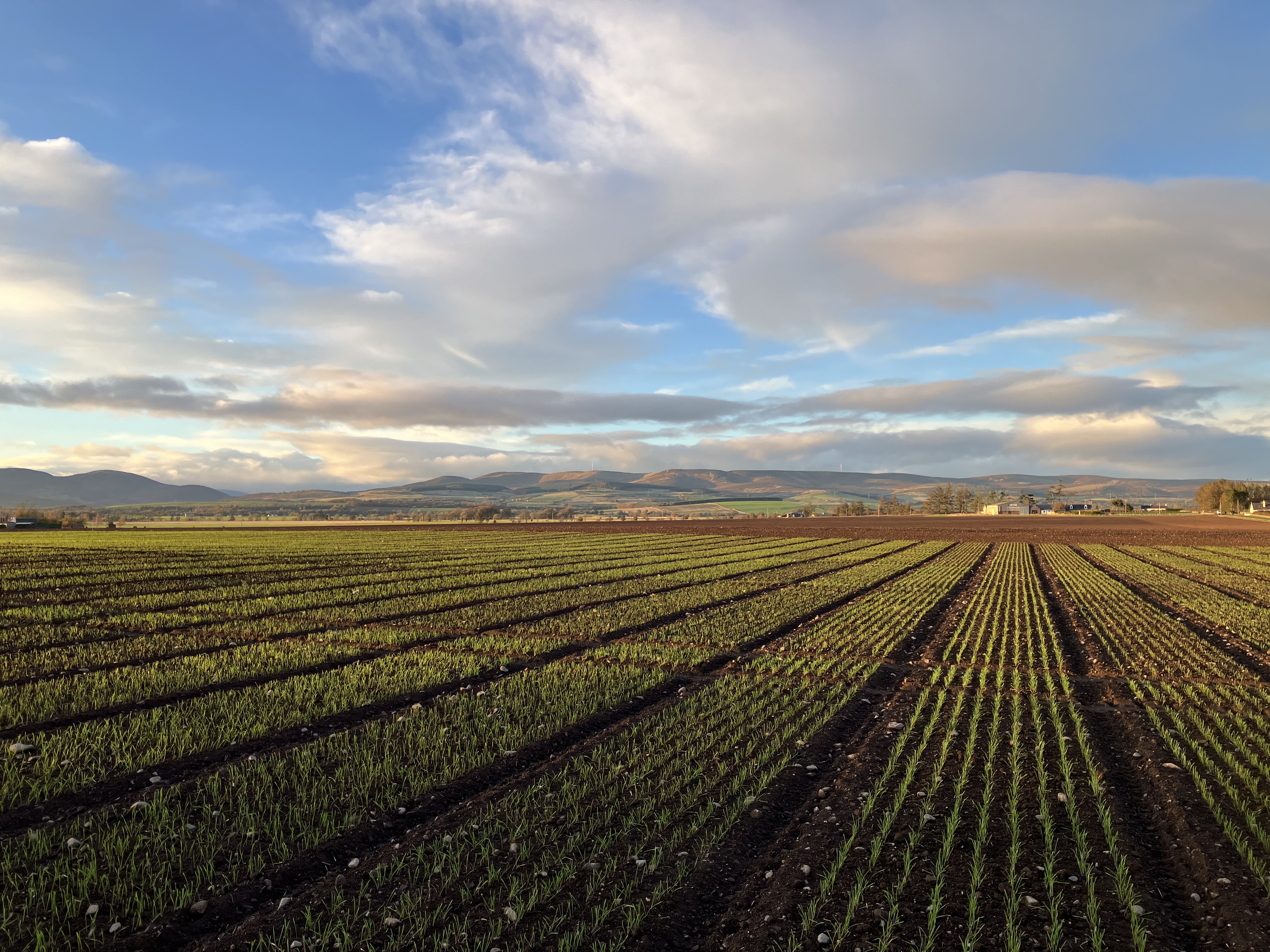 LG Challenger: A new challenger in the feed wheat space