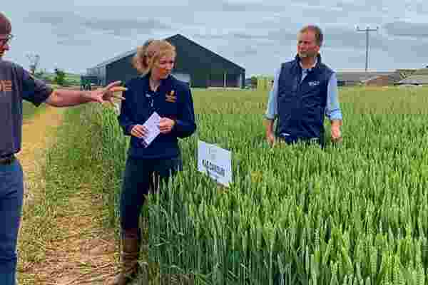Winter Wheat Varieties 2022: Watch the tour of our trials site