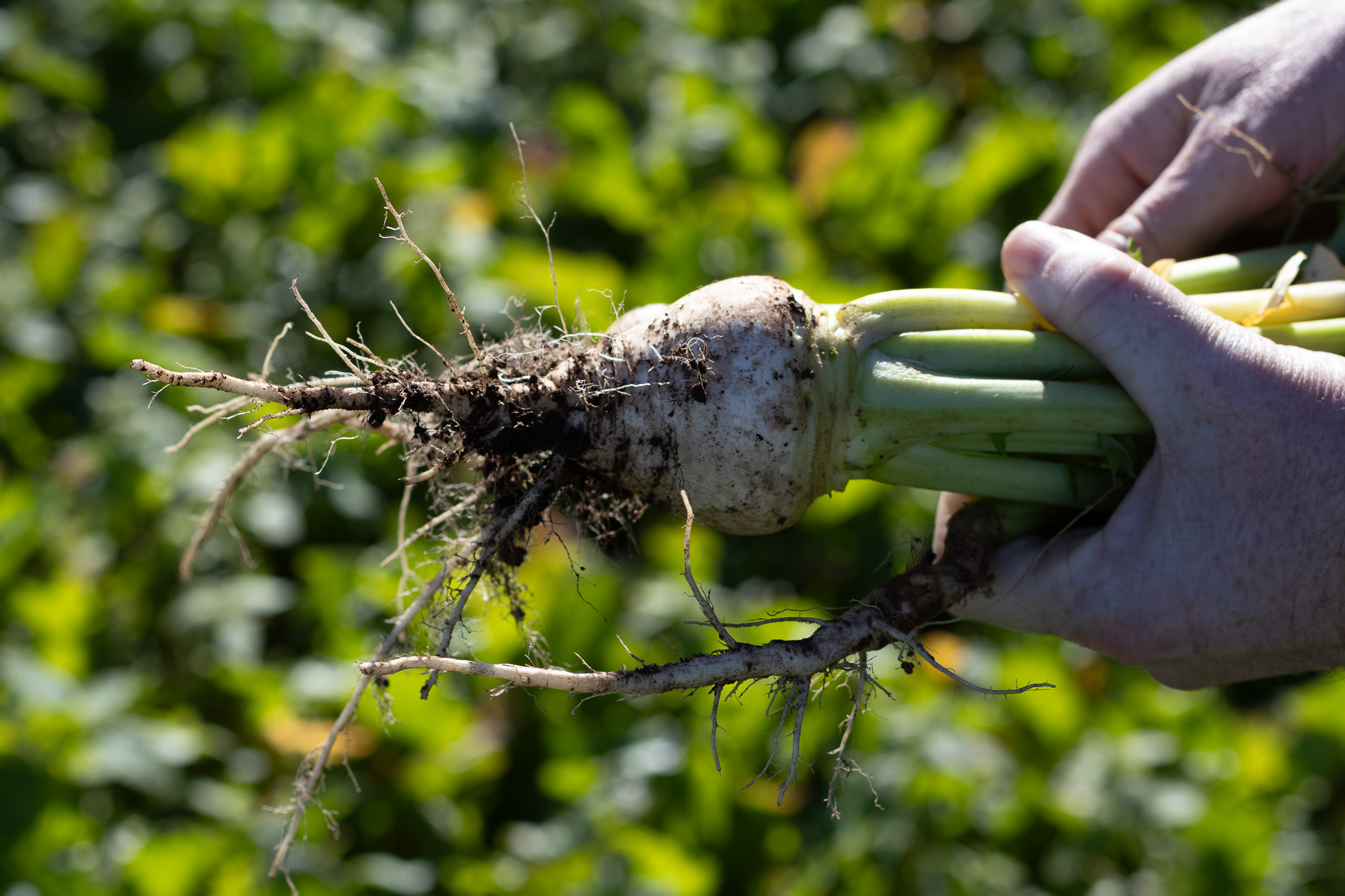 Top three things to consider when selecting forage crops