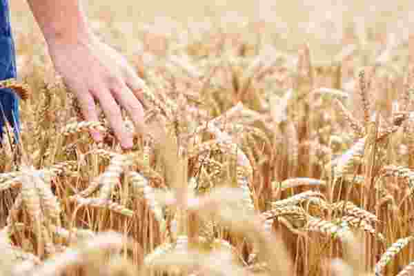 Estimates predict 50% larger wheat crop in 2021