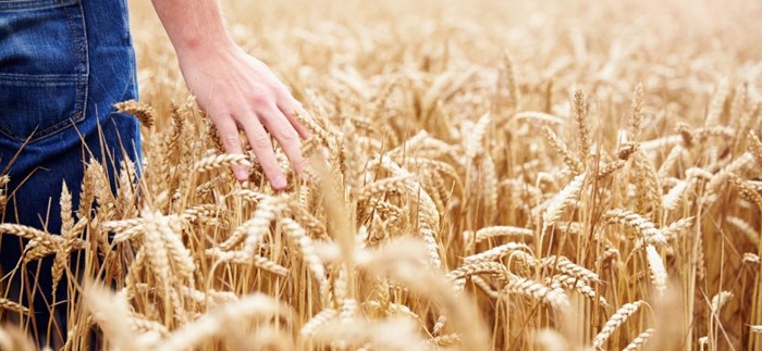 Wheat 1 1140X526