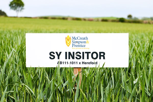 SY INSITOR