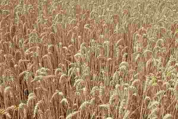 Estimates suggest better crop prospects for new season