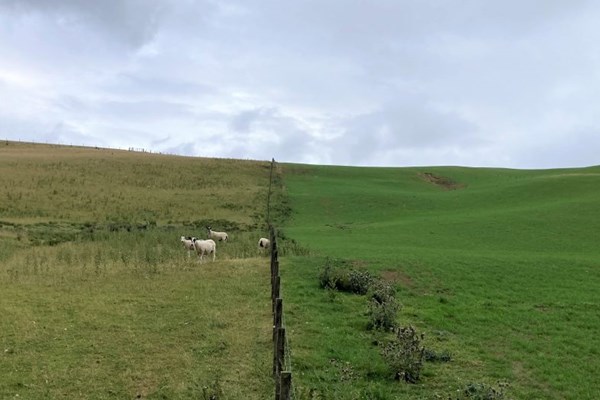 Rejuvenating permanent pasture through forage crops