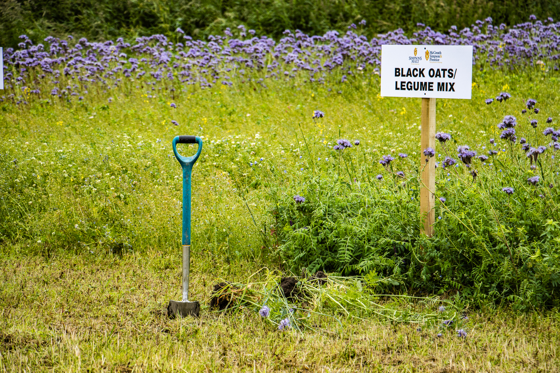 Biodiversity plots debut at Northern Cereal Development Open Days