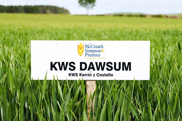 KWS DAWSUM
