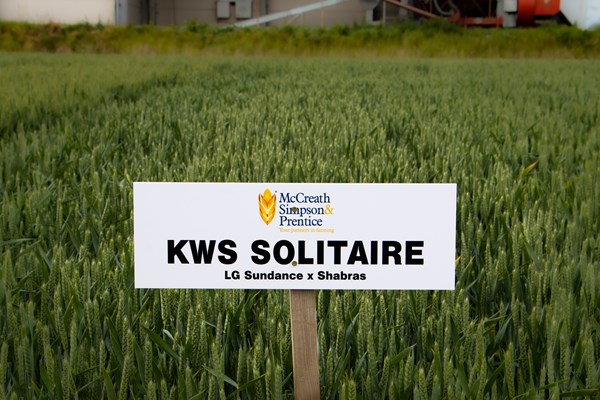 KWS SOLITAIRE