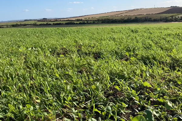 Forage crops vs Cover crops 