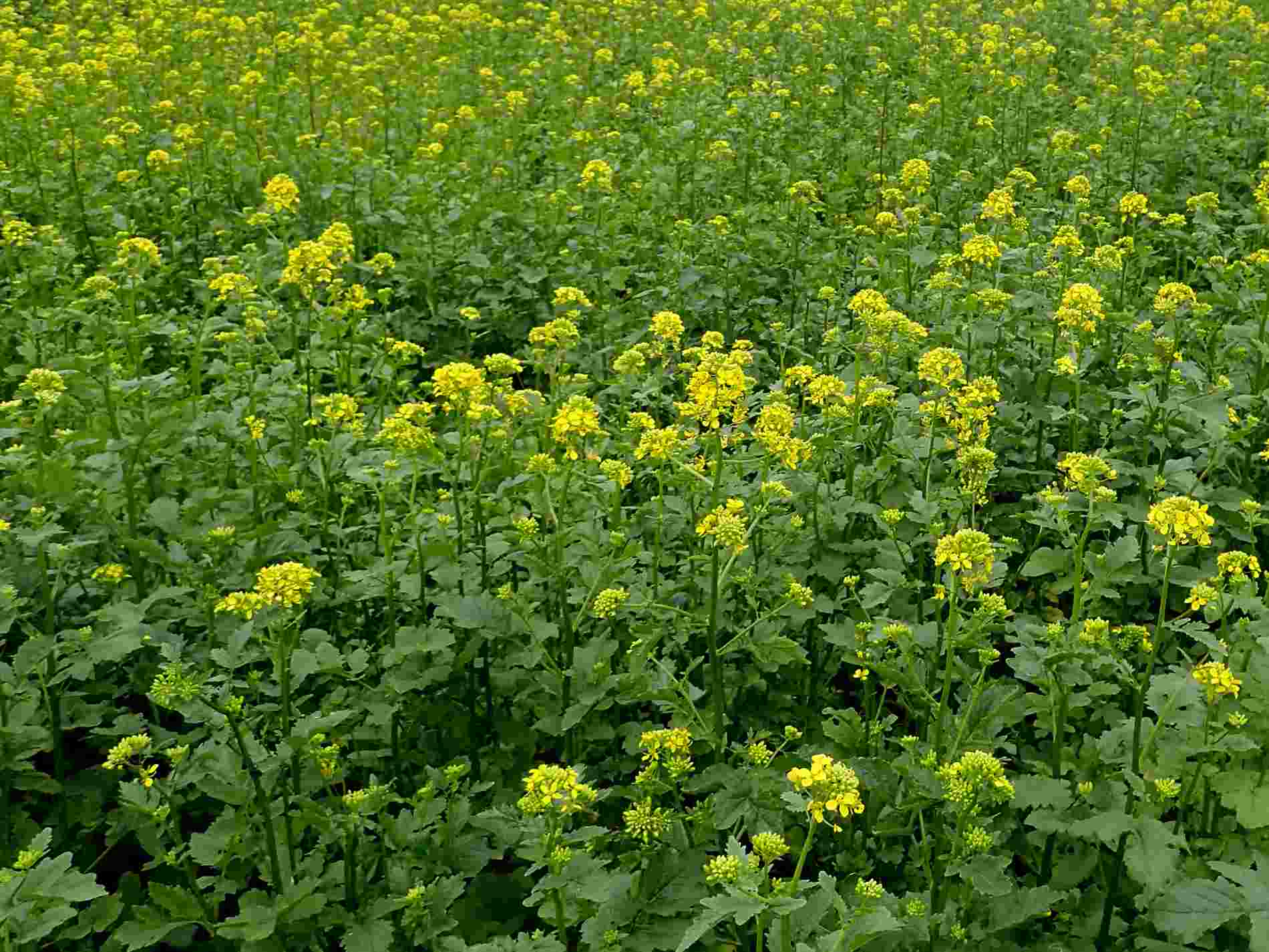 Brown Mustard