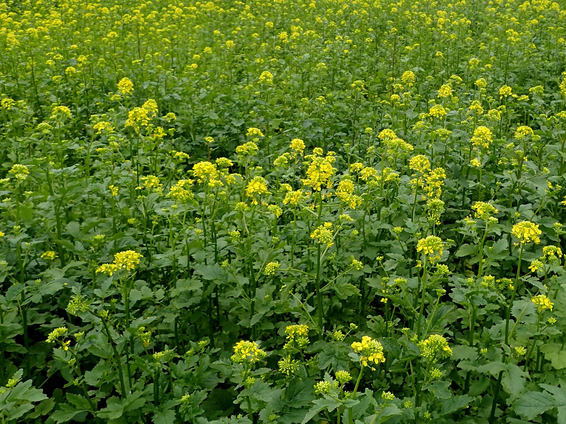 Brown Mustard