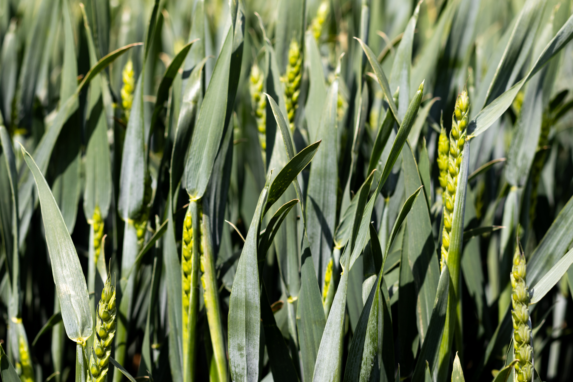 Sparkler: A bright new winter wheat variety