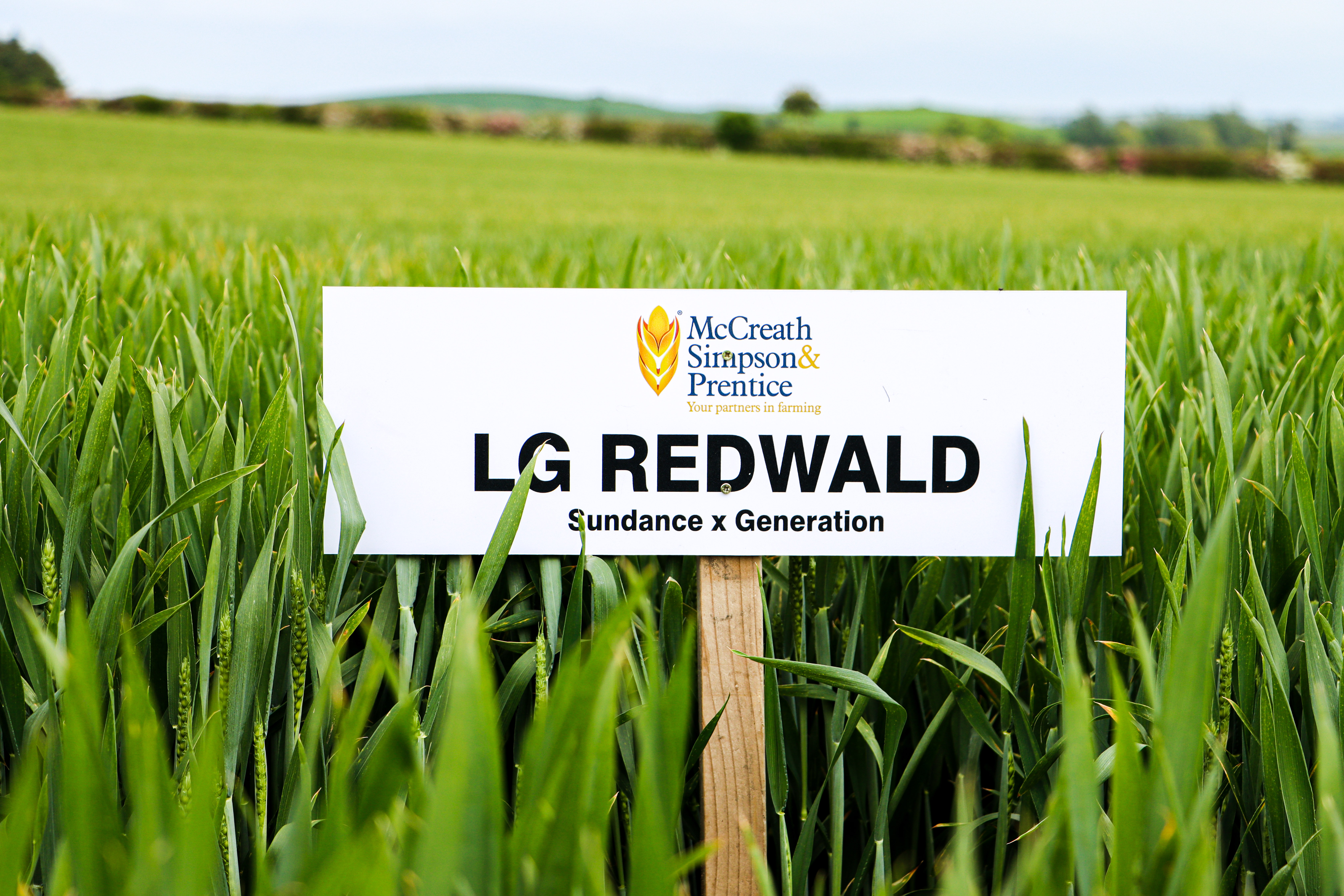 LG REDWALD