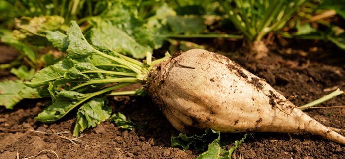 Sugarbeet