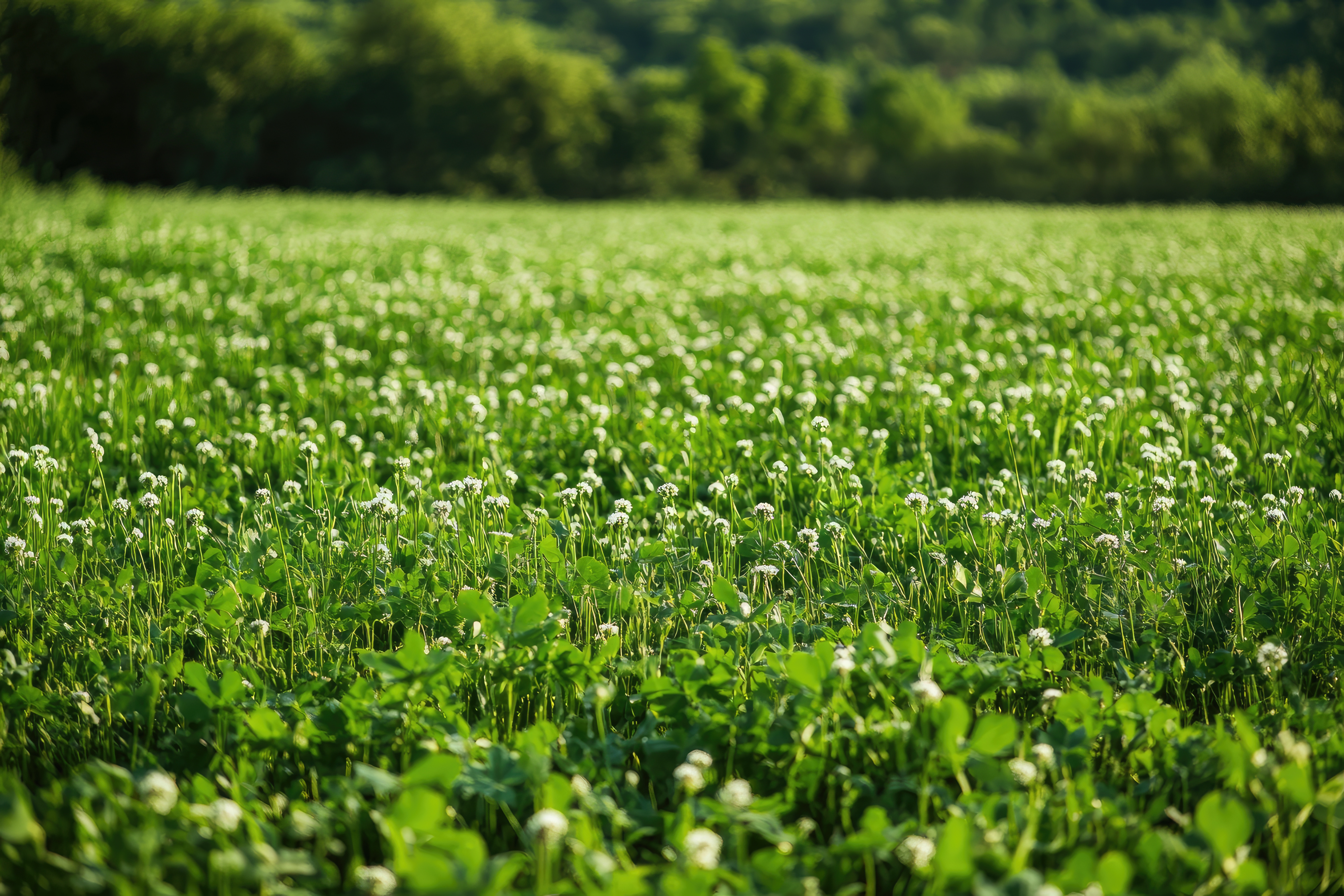 6 of the biggest cover crop mistakes