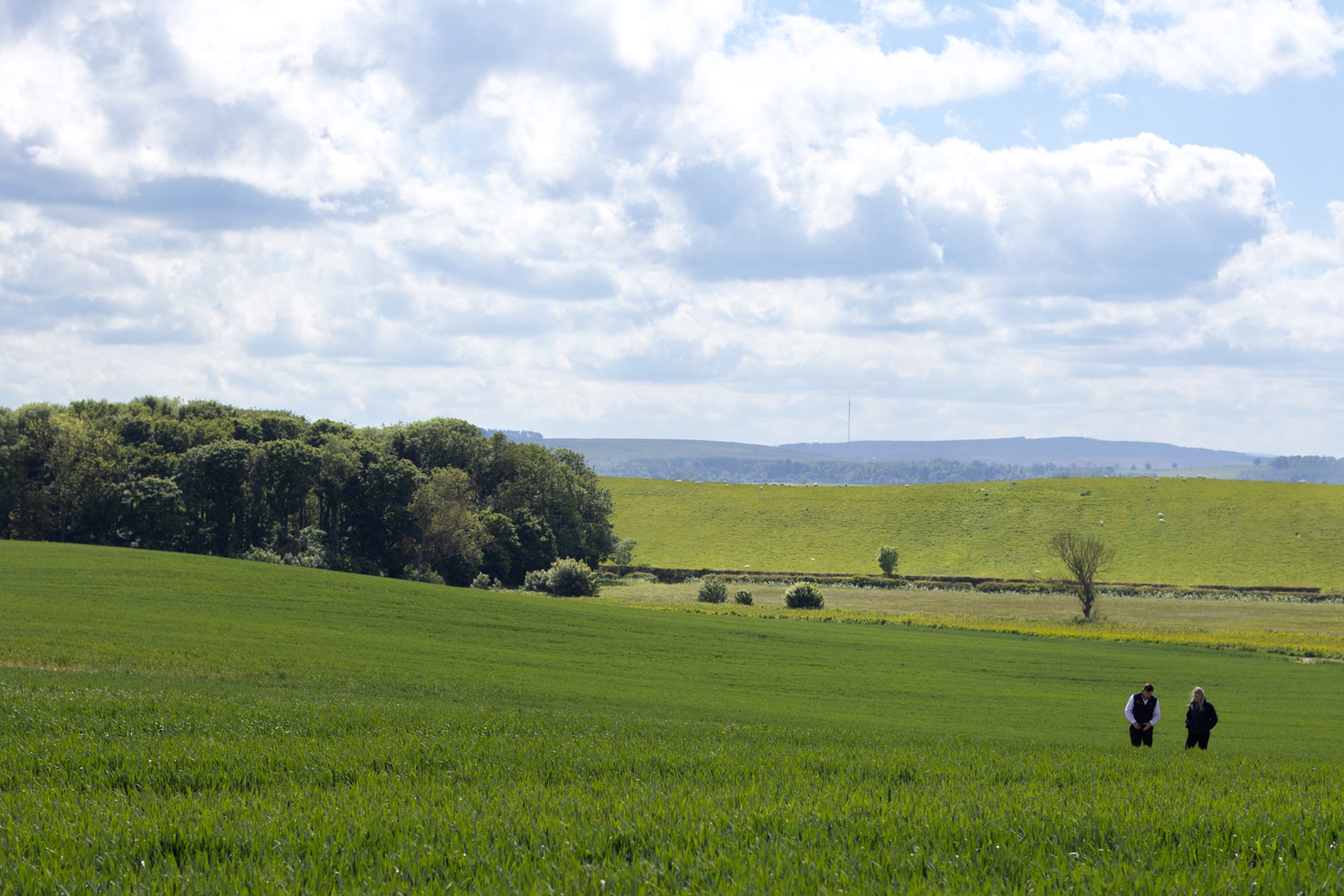 P27 West Burton June 3