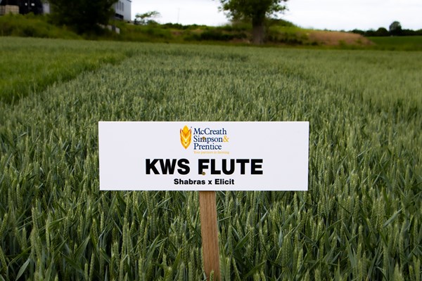 KWS FLUTE