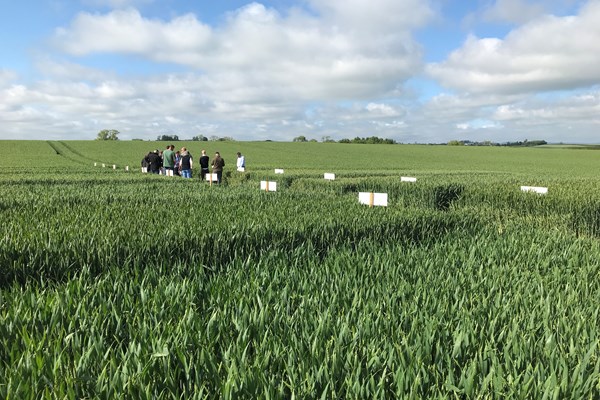 Winter Wheat Trials Open Evening