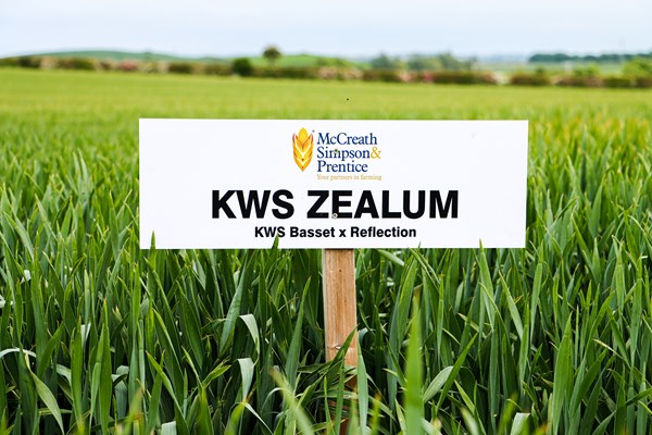 KWS ZEALUM