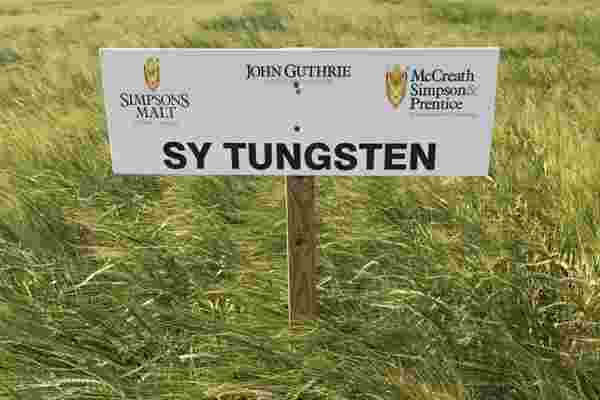 SY Tungsten Spring Barley: Everything you need to know