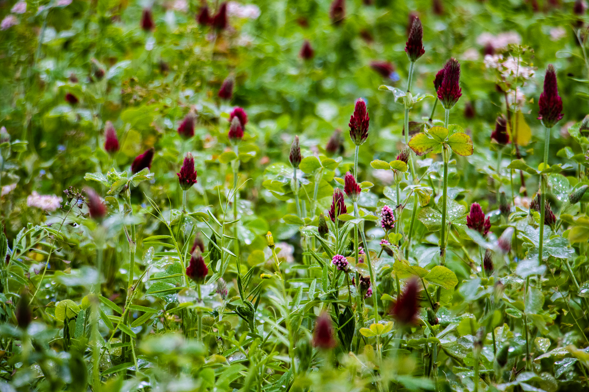 Grass & small seeds