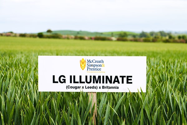 LG ILLUMINATE
