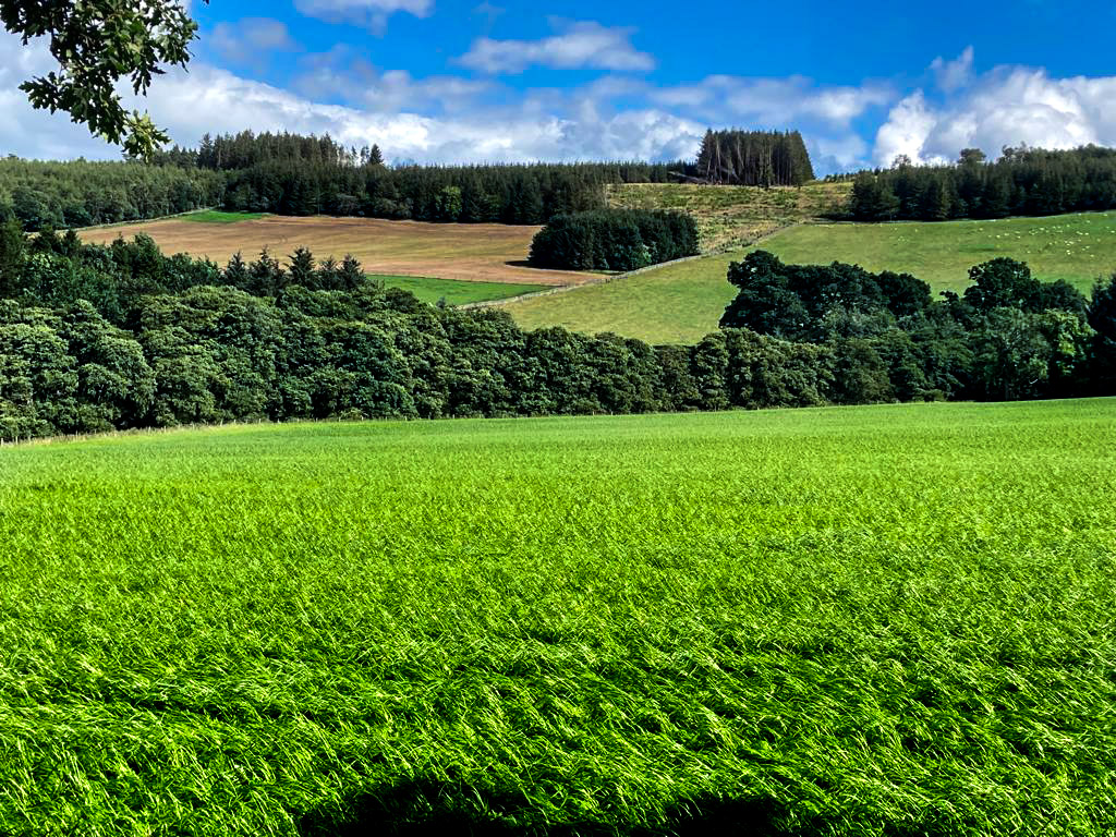 Perennial weed problem? We've got a potential solution...