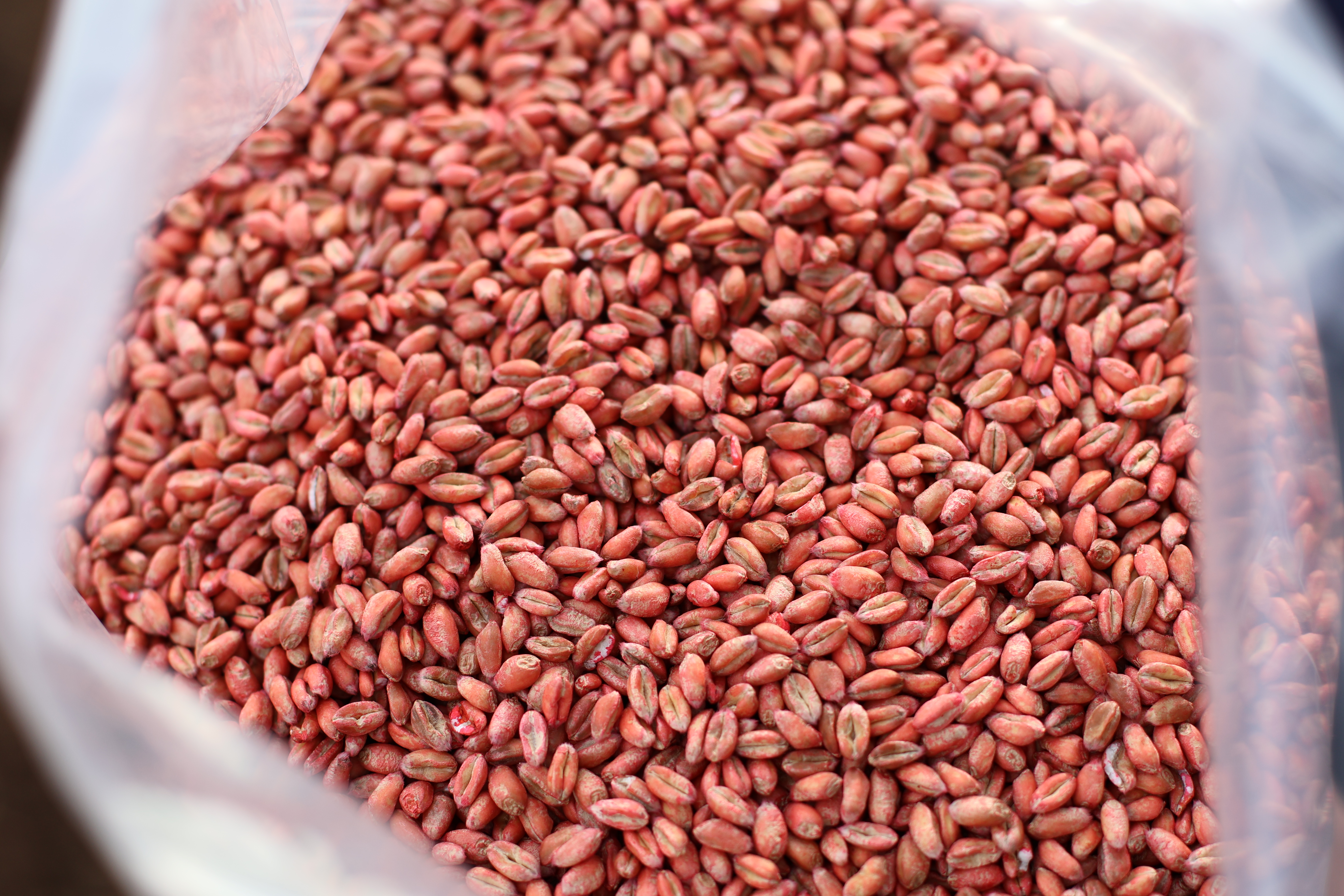 Bamford: An exciting new winter wheat variety for 2024