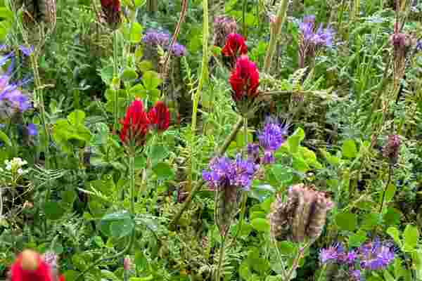 12 reasons why farmers should grow cover crops