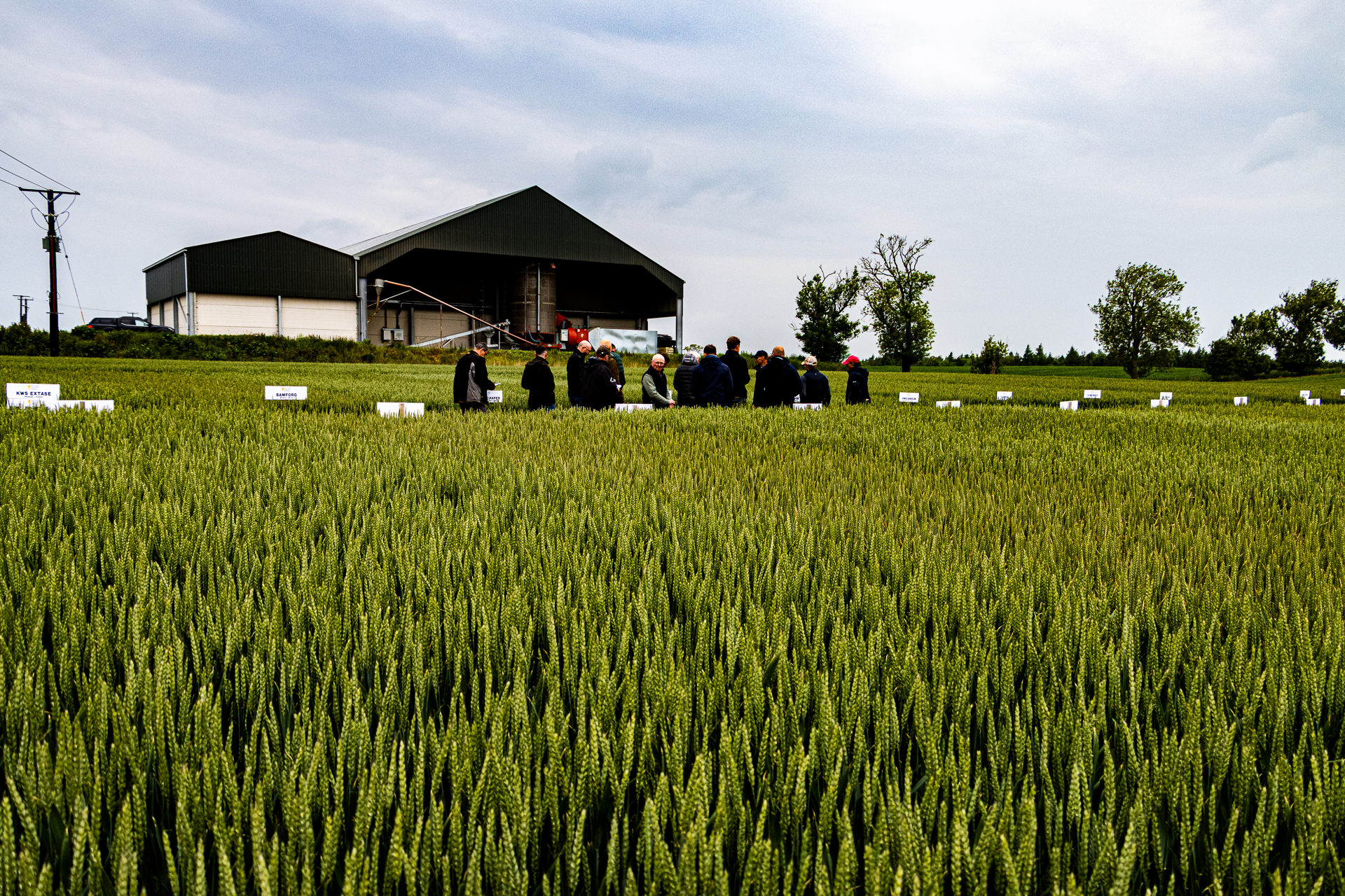 MSP Winter Wheat Trials Open Evening returns for another year