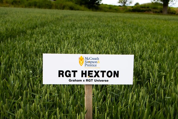RGT HEXTON