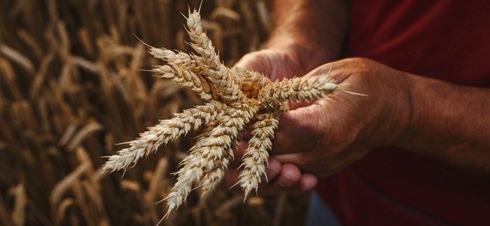 Wheat Jan 2021 1 1140X526