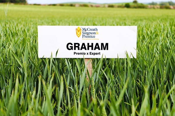 GRAHAM