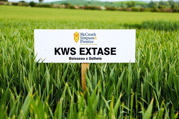 KWS EXTASE